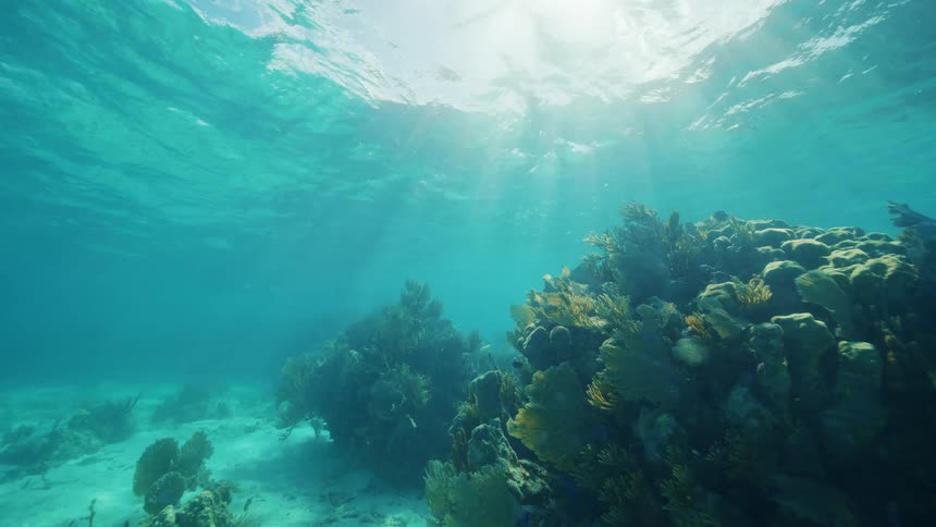Underwater view of an ocean during the spring time