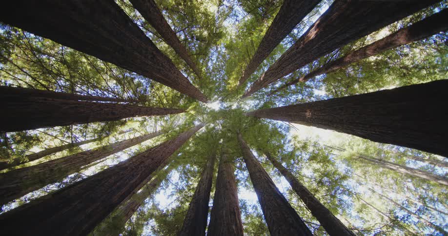 View looking up in a forest as the sunlight shines through the trees