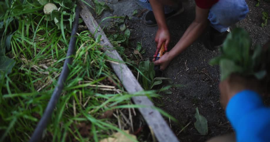 A view of people gardening outdoors