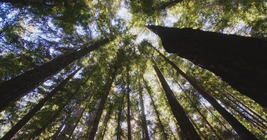 View looking up in a forest as the sunlight shines through the trees