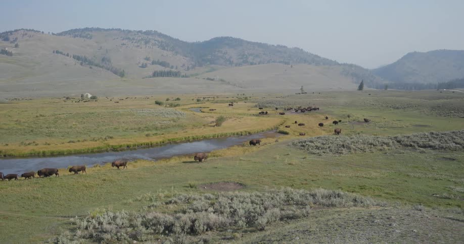 Animals walk past the stream