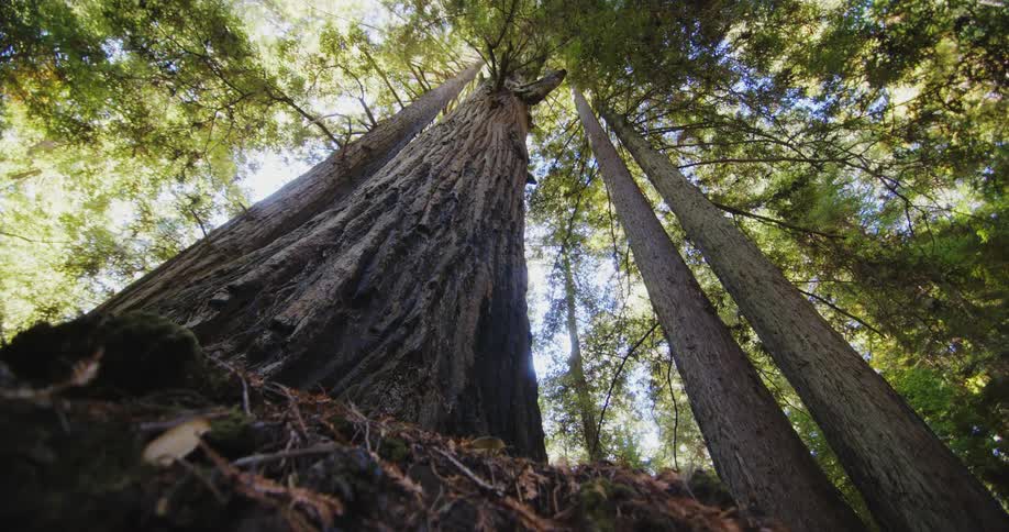 A view of tall trees in a forest is displayed during spring