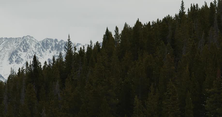 A forest of trees along a hillside and snow covered mountains in the distance