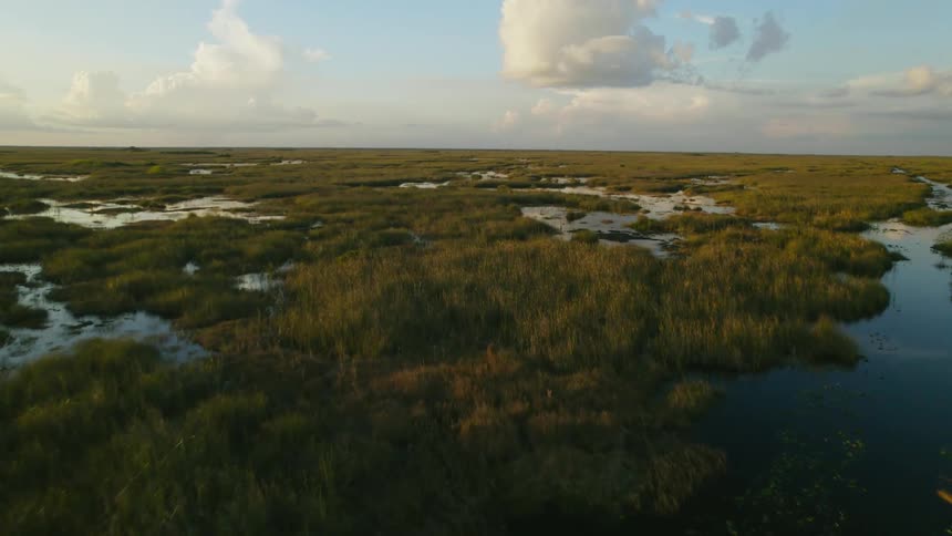 A vast marshland under a bright daytime sky