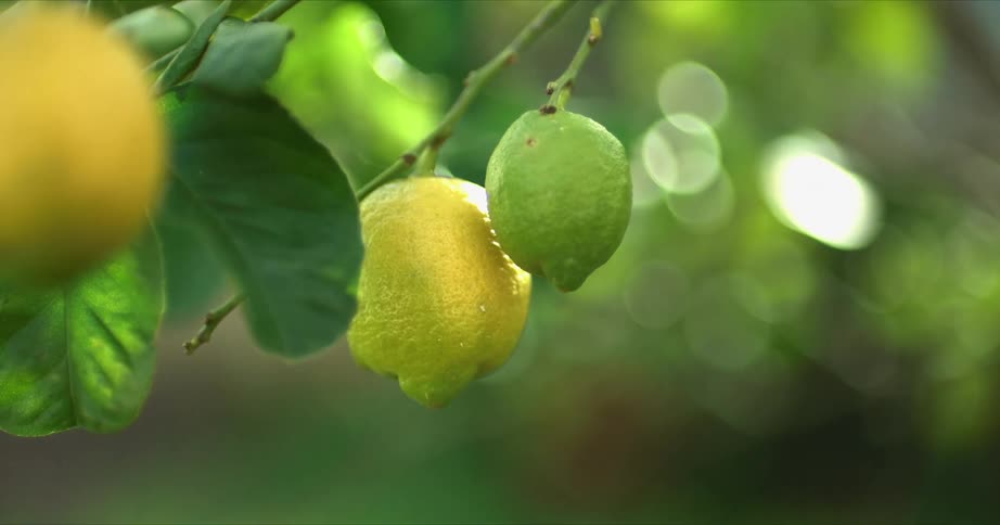 Lemons growing on a tree branch