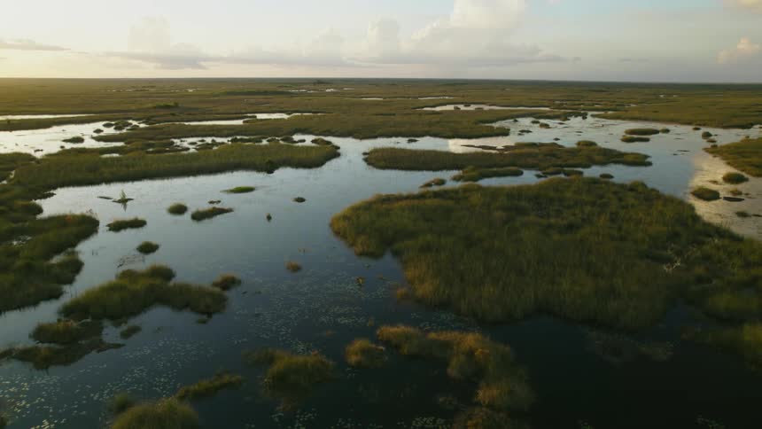 An aerial view of a swamp area