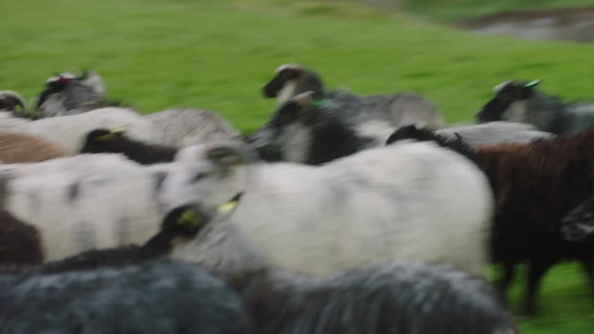 A flock of sheep on a farm