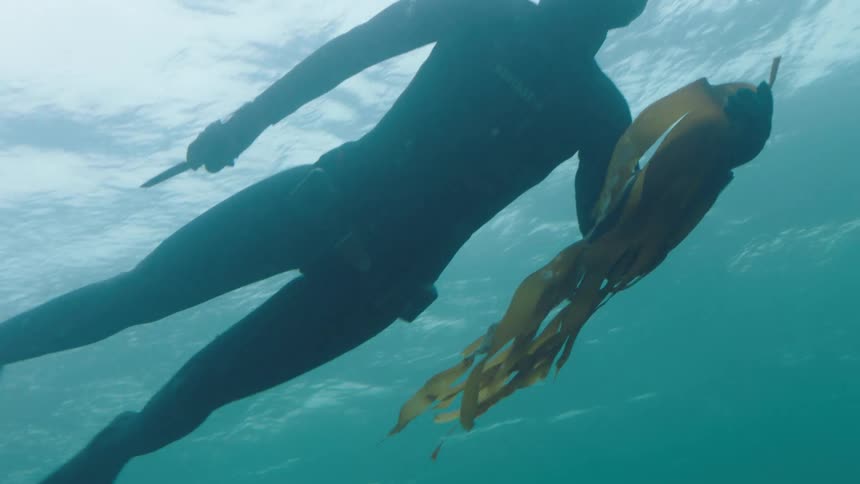 A free diver with a knife in one hand and kelp in the other swims toward the surface
