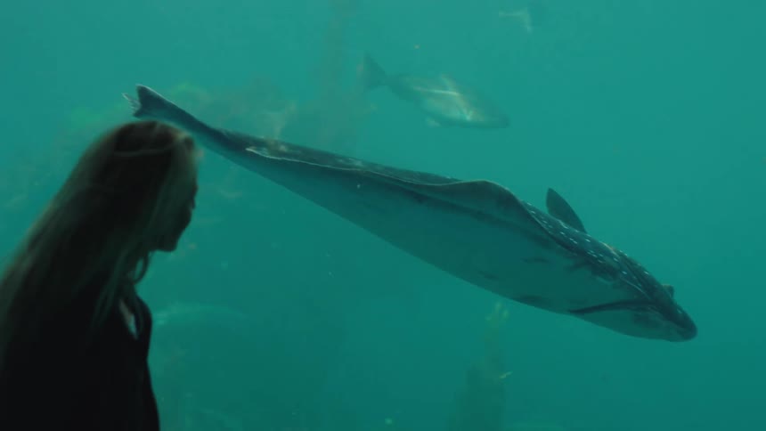 A woman views a large fish through a glass wall in an aquarium
