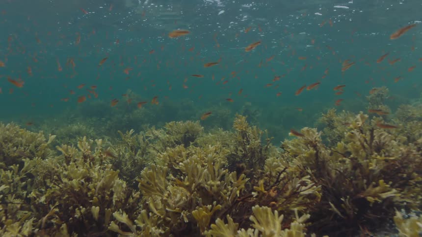 A school of fish moves through and above the seaweed underwater
