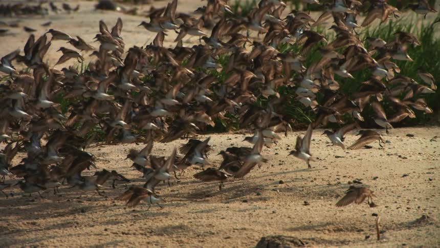 A flock of shore birds take off from the beach at the ocean in slow motion