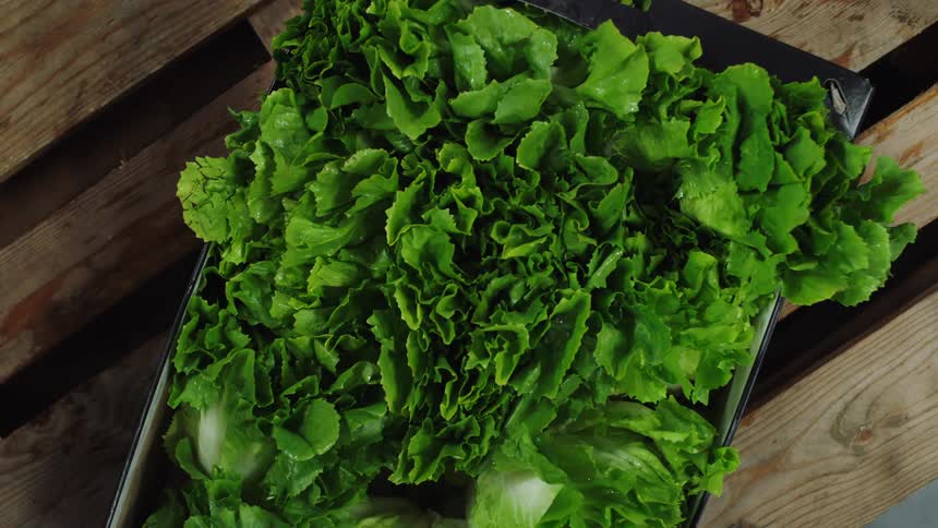 A person drops a box full of lettuce over a wooden pallet