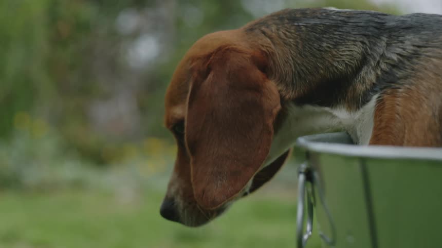 A person is giving their beagle a bath outdoors in a tub