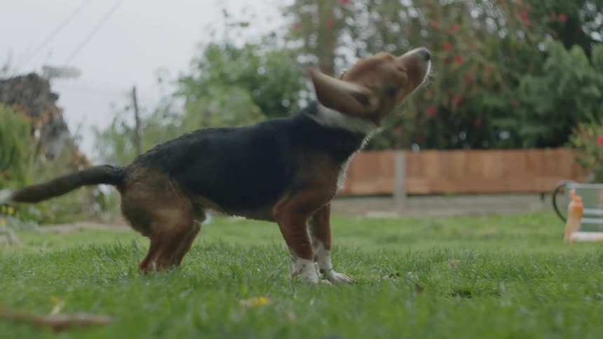 A view of a dog shaking off