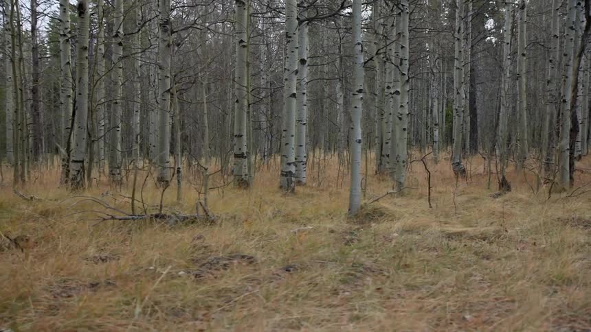 A man walking through woods