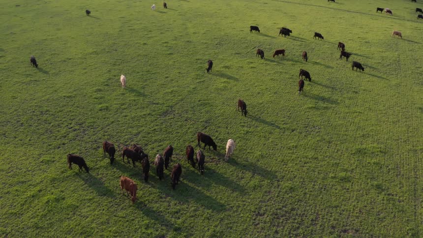Aerial shot of a herd of cattle grazing in a prairie