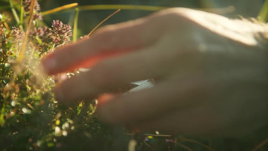 A person trims the herbs with a scissor