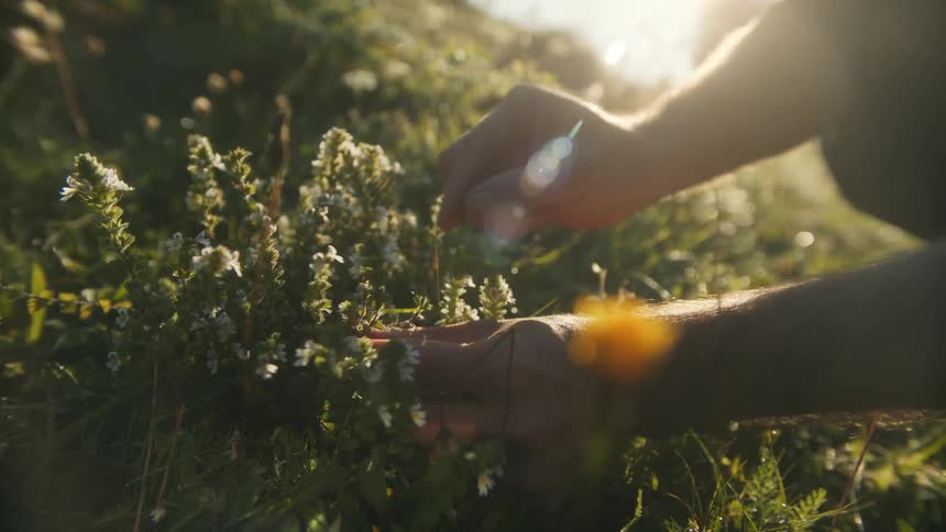 A man picks small flowers while kneeling outdoors during the day