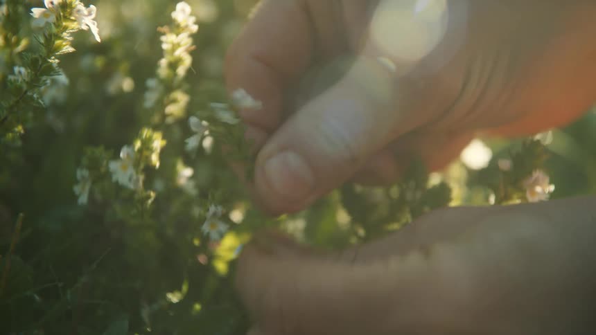 A womans hands are seen picking small flowers