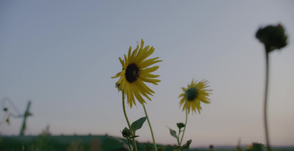 Sunflowers in a field in bloom