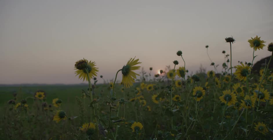 Sunflowers stand tall in a field as the sun shines through the clouds in the distance