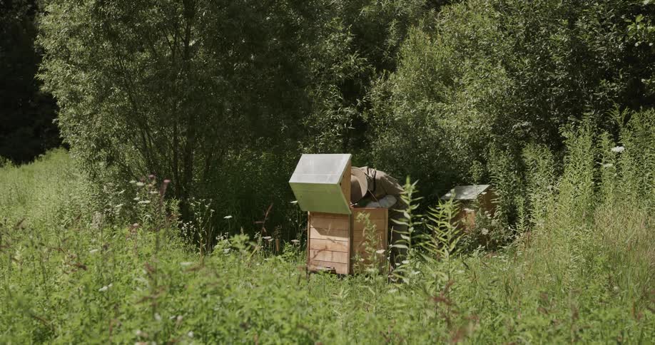 A beekeeper is working on the apiary