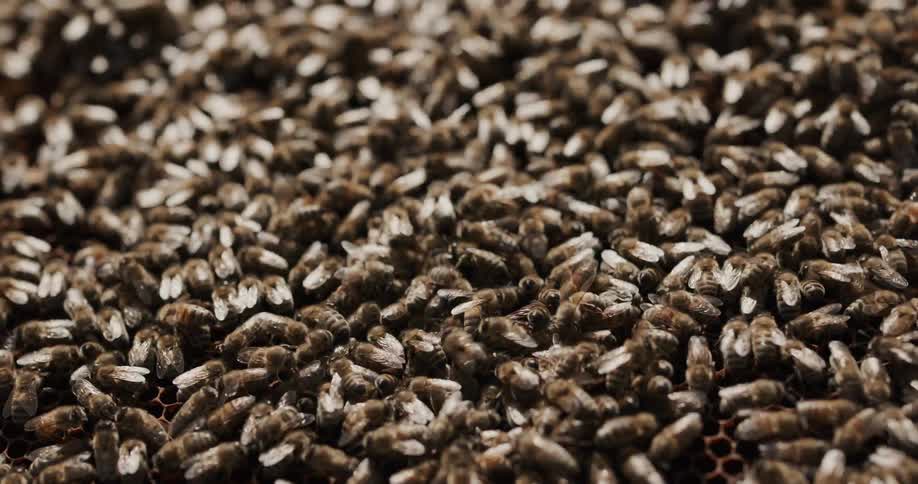 Hundreds of bees cling tightly to a hive