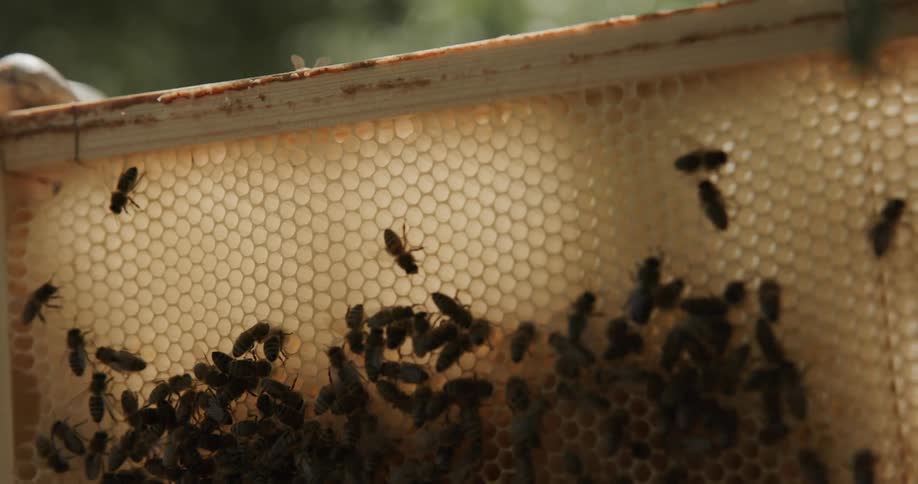 A view of a person holding up a bees nest