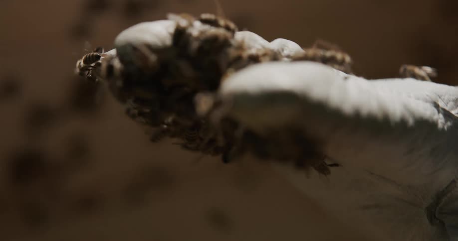 Bees crawl all over a gloved hand