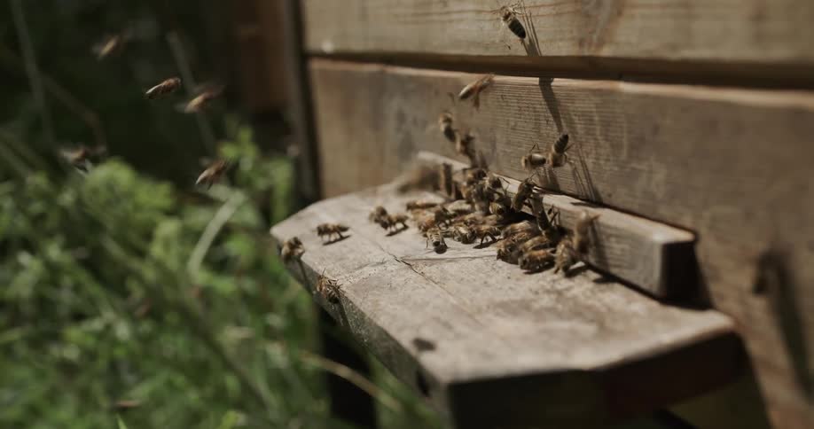Bees flying around the entrance of a wooden beehive on a field