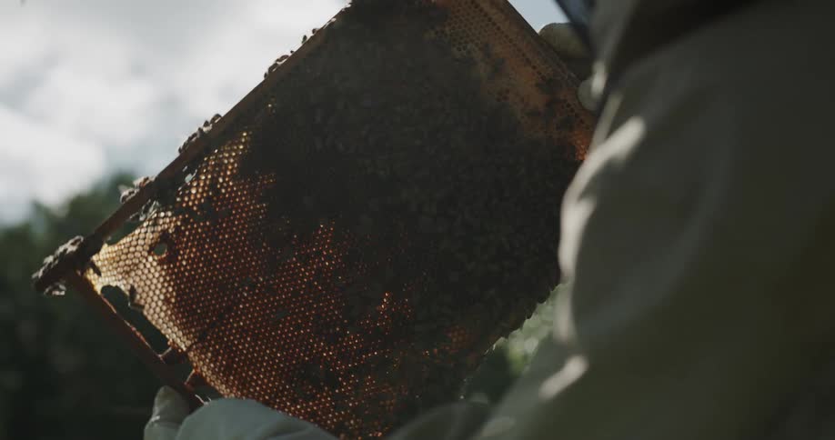 A person removing a bees nest