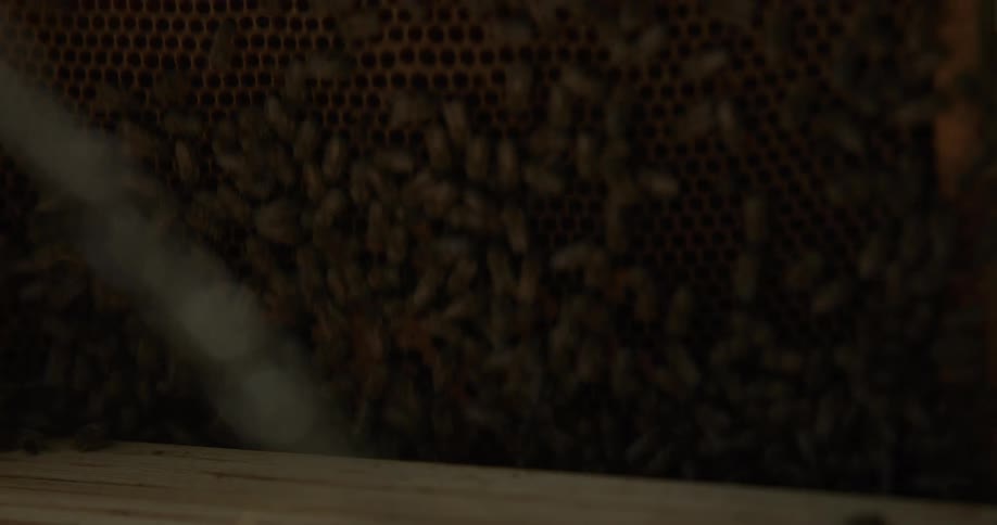 Beekeeper wearing protective gear lifts slat full of bees from beehive