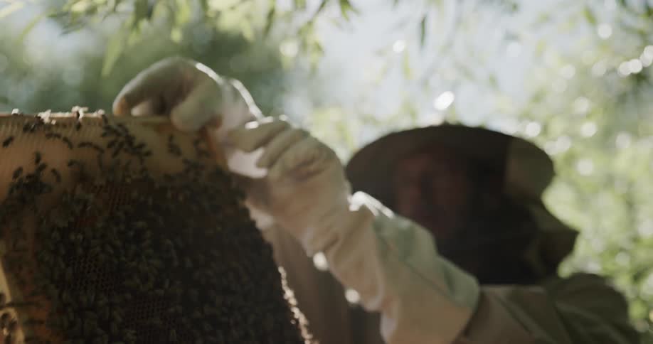 Beekeeper inspecting honey from a beehive