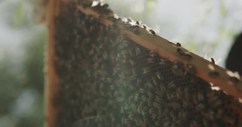 A man holding bees on a nest