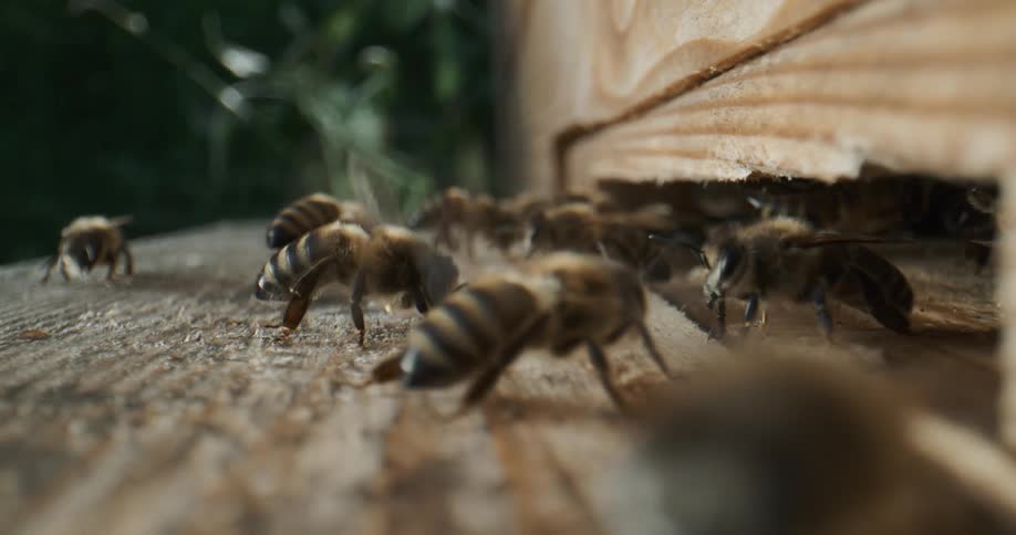A group of honeybees are crawling on a tree stump