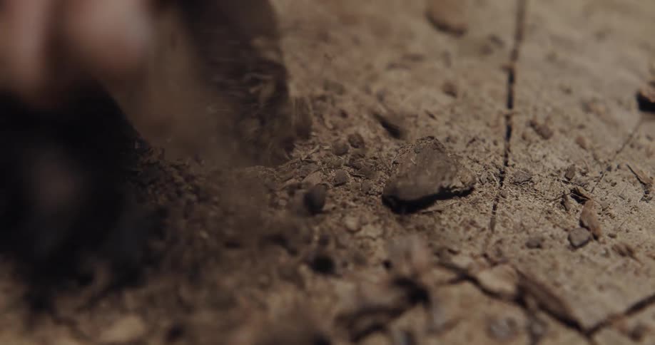 A person wipes the saw dust off the log