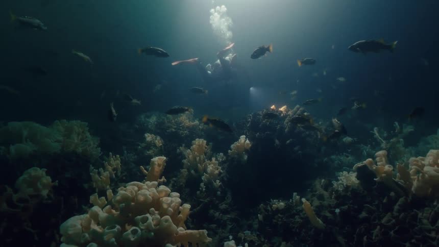 A technical diver explores a reef deep underwater teeming with fish