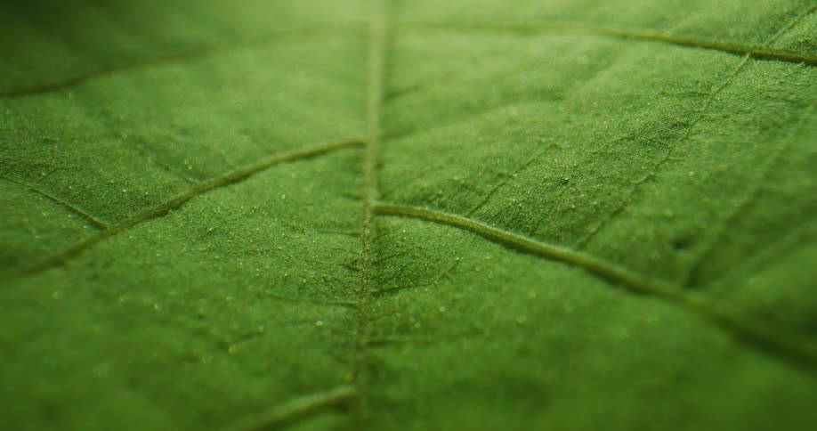 A bright green leaf with veins