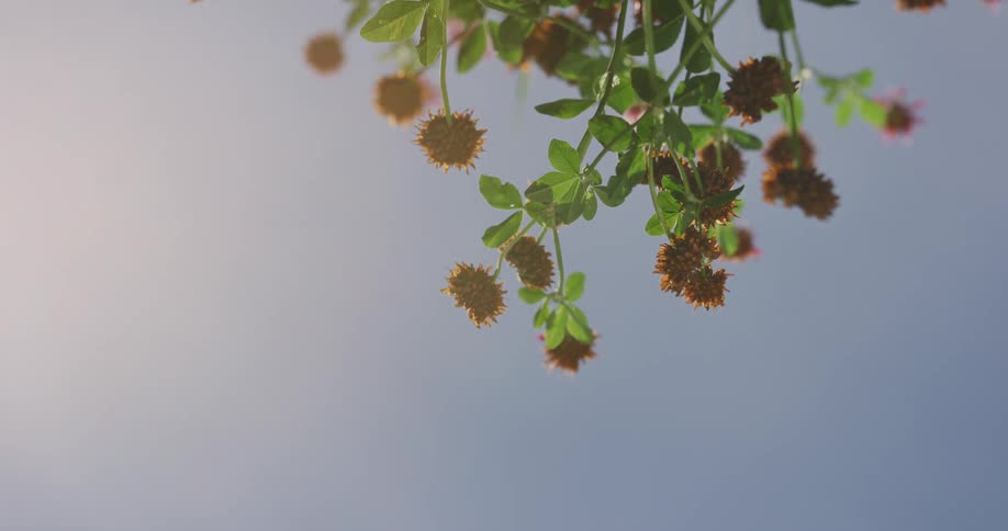 Bunch of red wild flowers under a blue sky