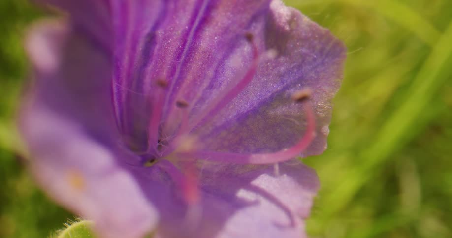 Close up view of purple flower in a grassland area is displayed