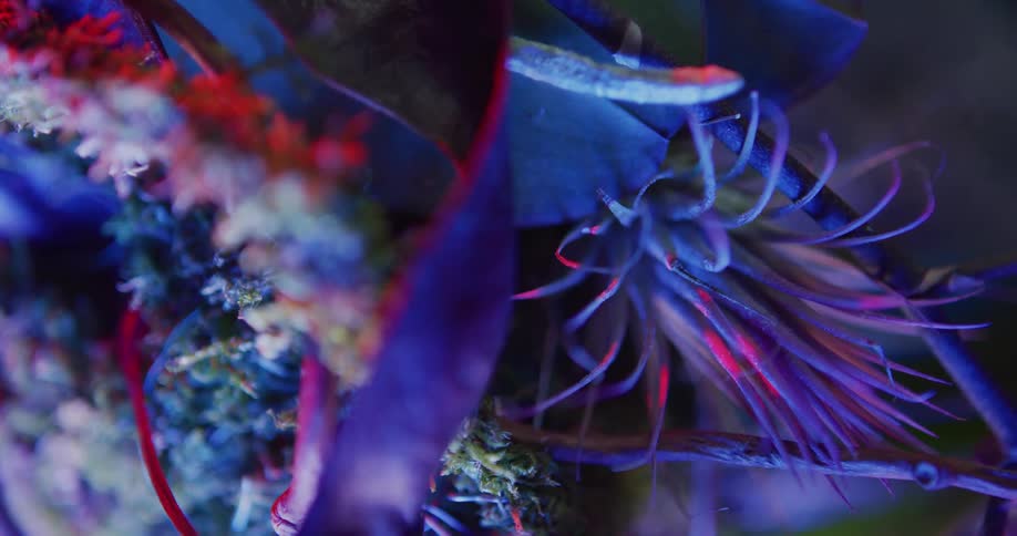 Bright lights shine onto a bouquet of flowers
