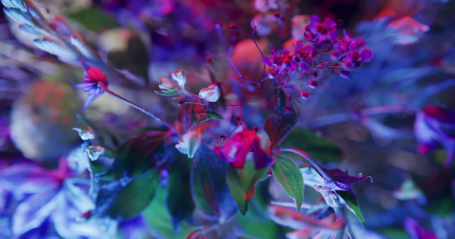 Top down twisting footage of flowers in a bouquet under colorful lights