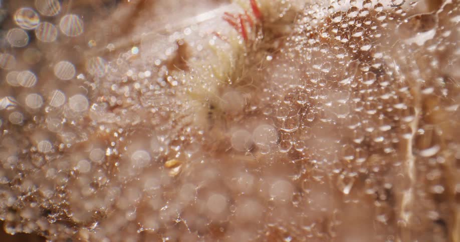 Fuzzy caterpillar crawls across dew covered plant
