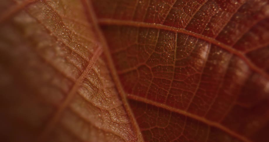 The leaf is red