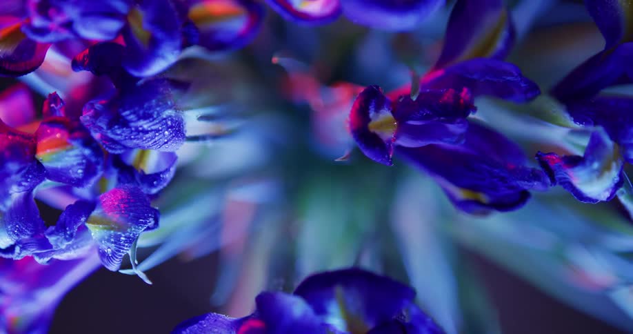 The blue flowers spin
