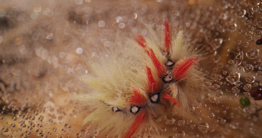 Hairy caterpillar sits on dew covered leaf