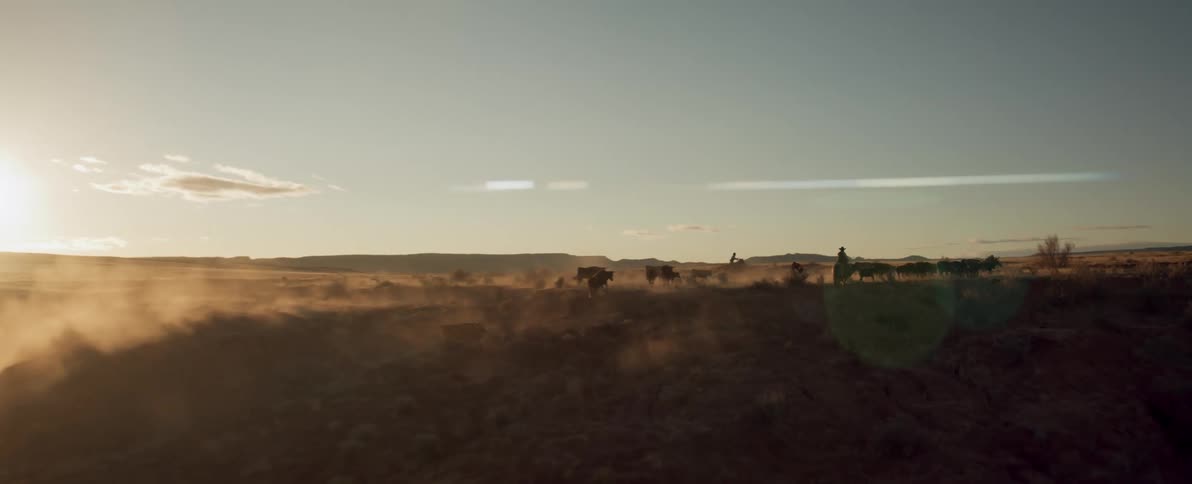 A cowboy is leading the herd of animals