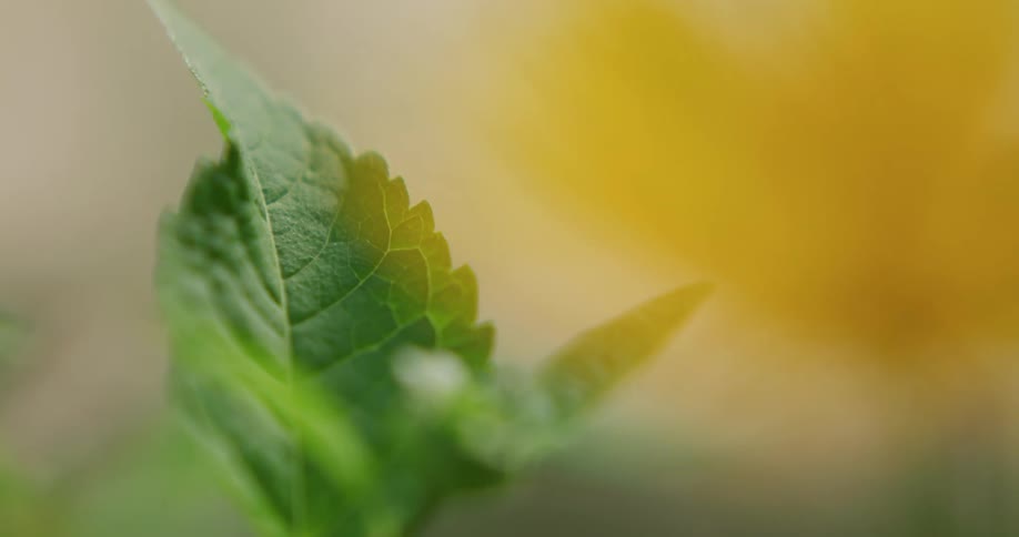 The sun shines on green leaves of a plant at it moves in the breeze