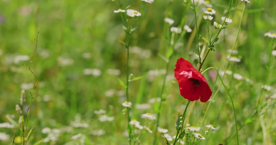 Close up view of flowers in a grassland field is displayed