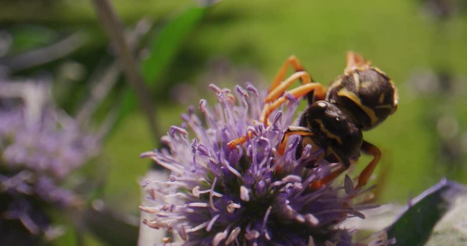 A hornet is pollinating a flower